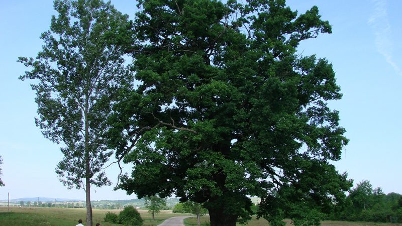 Padurea craiului stejarul secular din remetea valea rosia