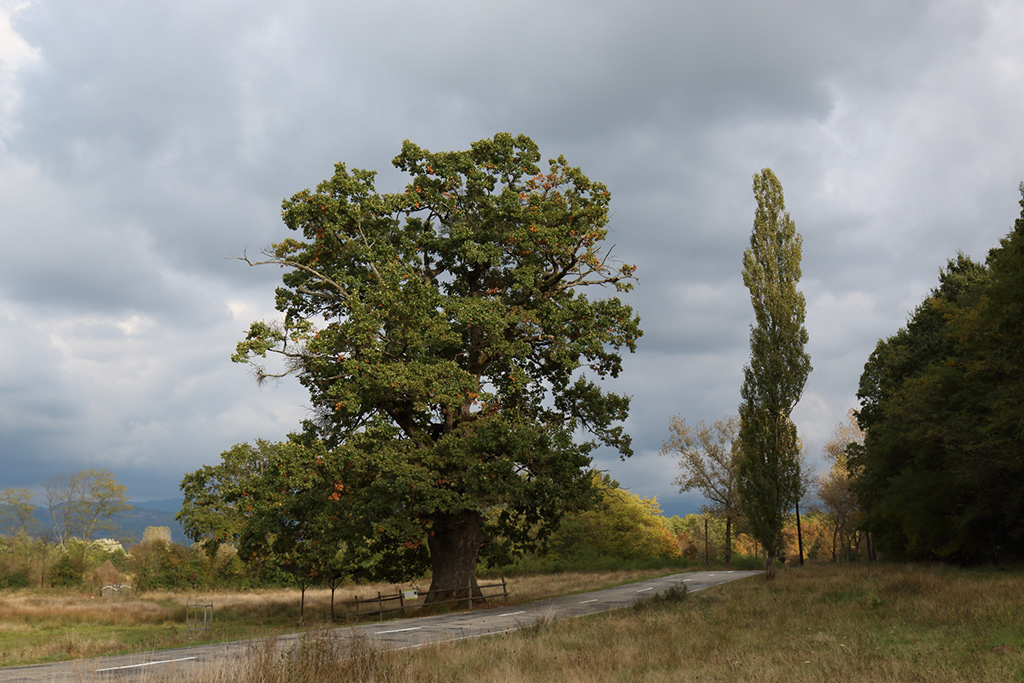 Padurea craiului stejarul secular din remetea valea rosia